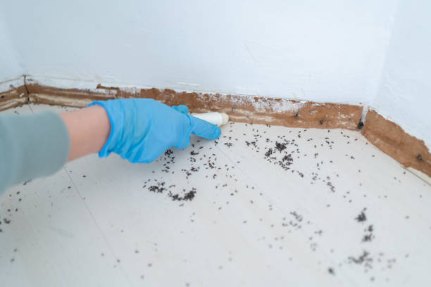Best Termite Control Services  in Nissequogue, NY